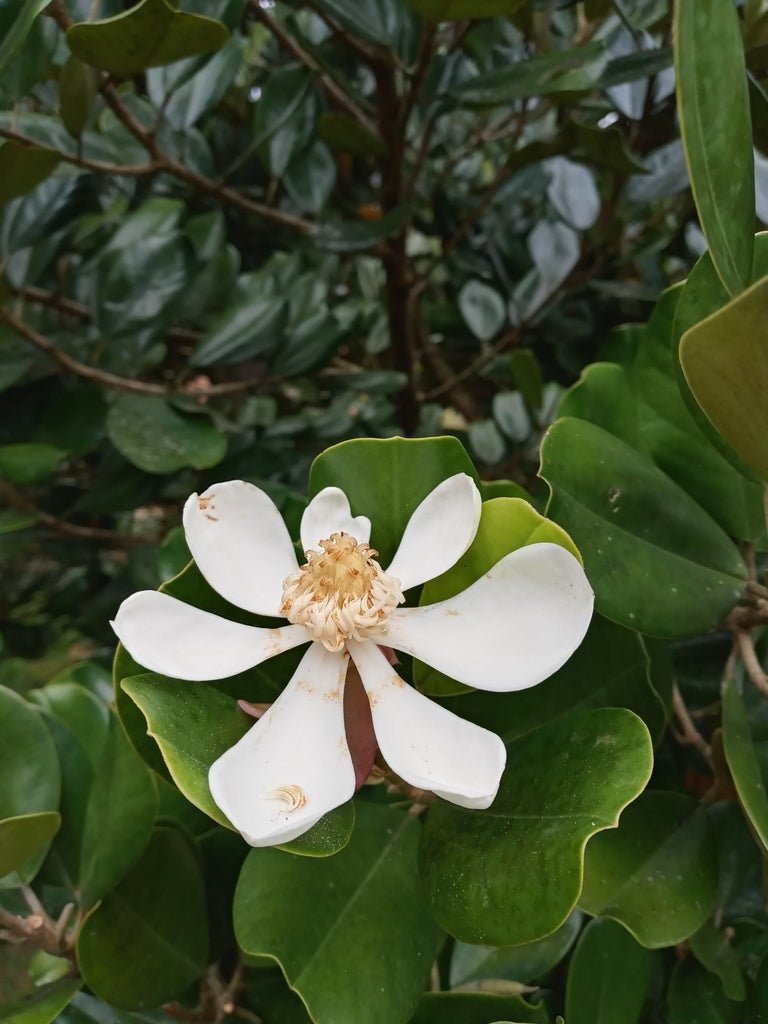 Michelia Assorted (Michelia spp.) - Ladybird Nursery