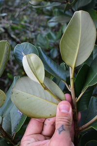 Michelia Assorted (Michelia spp.) - Ladybird Nursery
