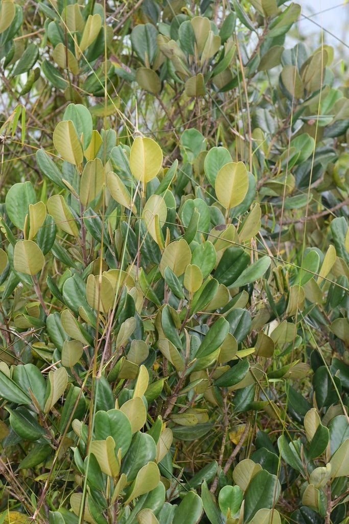 Michelia Assorted (Michelia spp.) - Ladybird Nursery