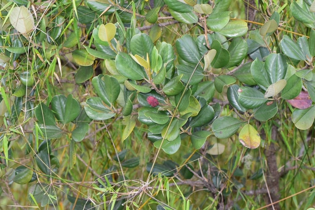 Michelia Assorted (Michelia spp.) - Ladybird Nursery
