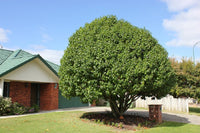 Michelia Bubbles (Michelia x) - Ladybird Nursery