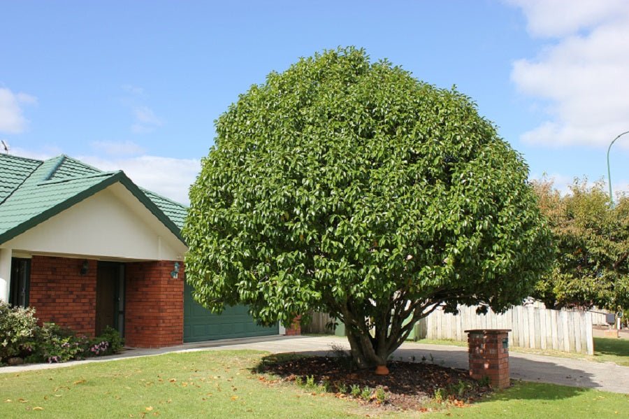 Michelia Bubbles (Michelia x) - Ladybird Nursery