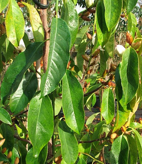 Michelia Bubbles (Michelia x)