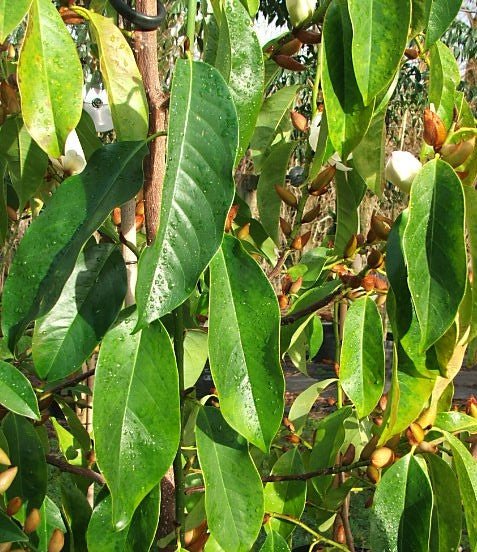 Michelia Bubbles (Michelia x) - Ladybird Nursery