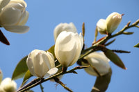 Michelia Bubbles (Michelia x)