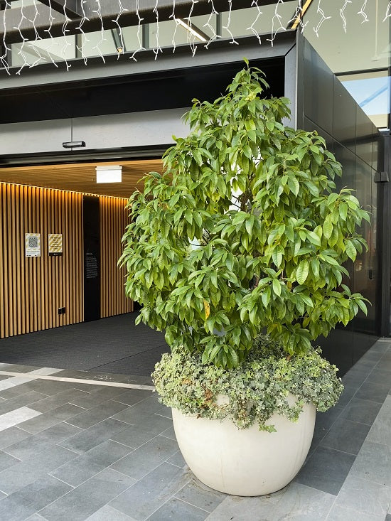 Michelia Bubbles (Michelia x)