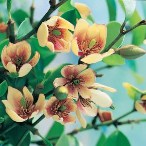 Michelia Coco - Ladybird Nursery