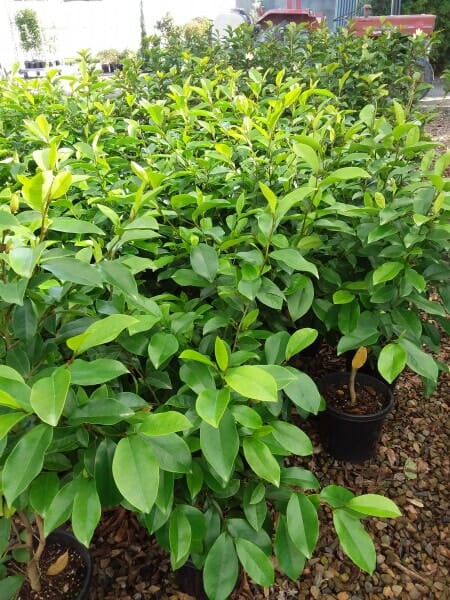 Michelia Coco - Ladybird Nursery