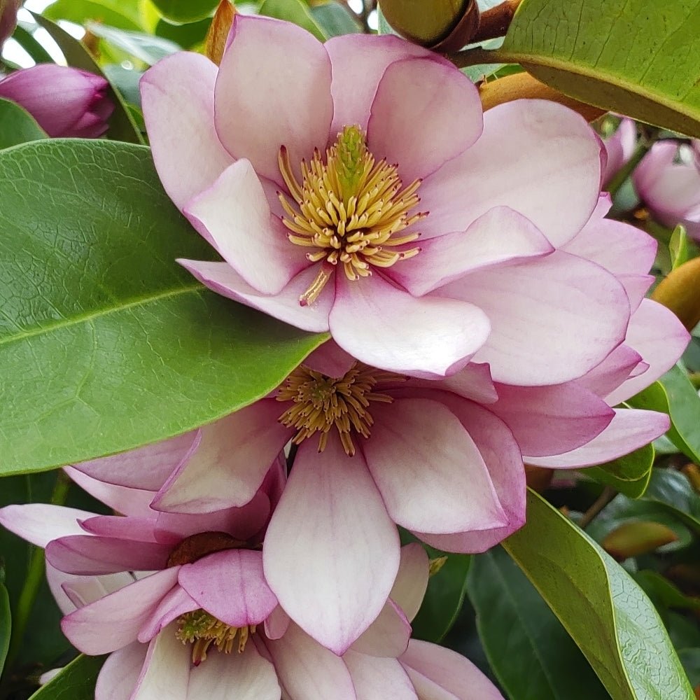 Magnolia Fairy Blush Advanced size (PICK UP ONLY) 400mm - Ladybird Nursery