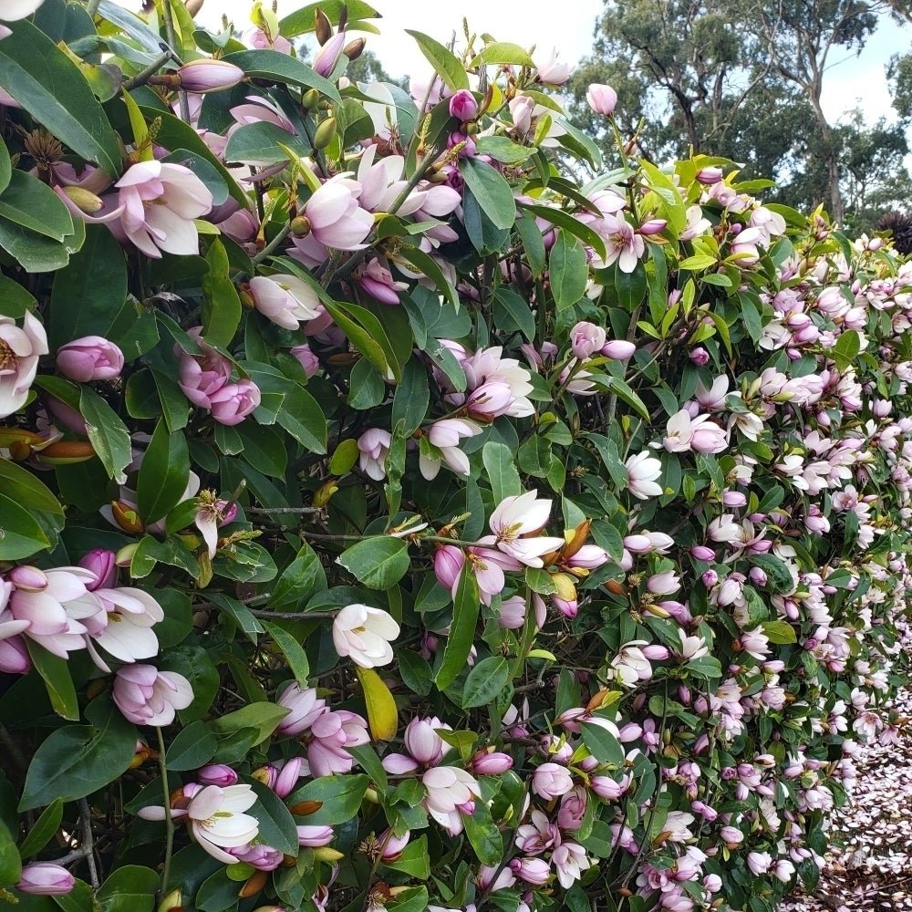 Magnolia Fairy Blush Advanced size (PICK UP ONLY) 400mm - Ladybird Nursery