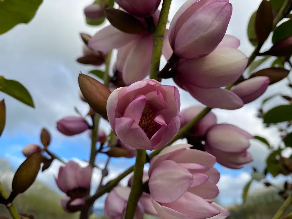 Magnolia Fairy Blush Advanced size (PICK UP ONLY) 400mm - Ladybird Nursery