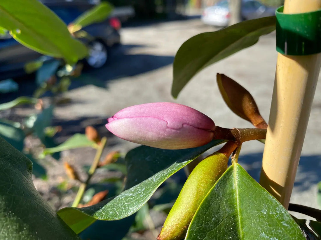Magnolia Fairy Blush Advanced size (PICK UP ONLY) 400mm - Ladybird Nursery
