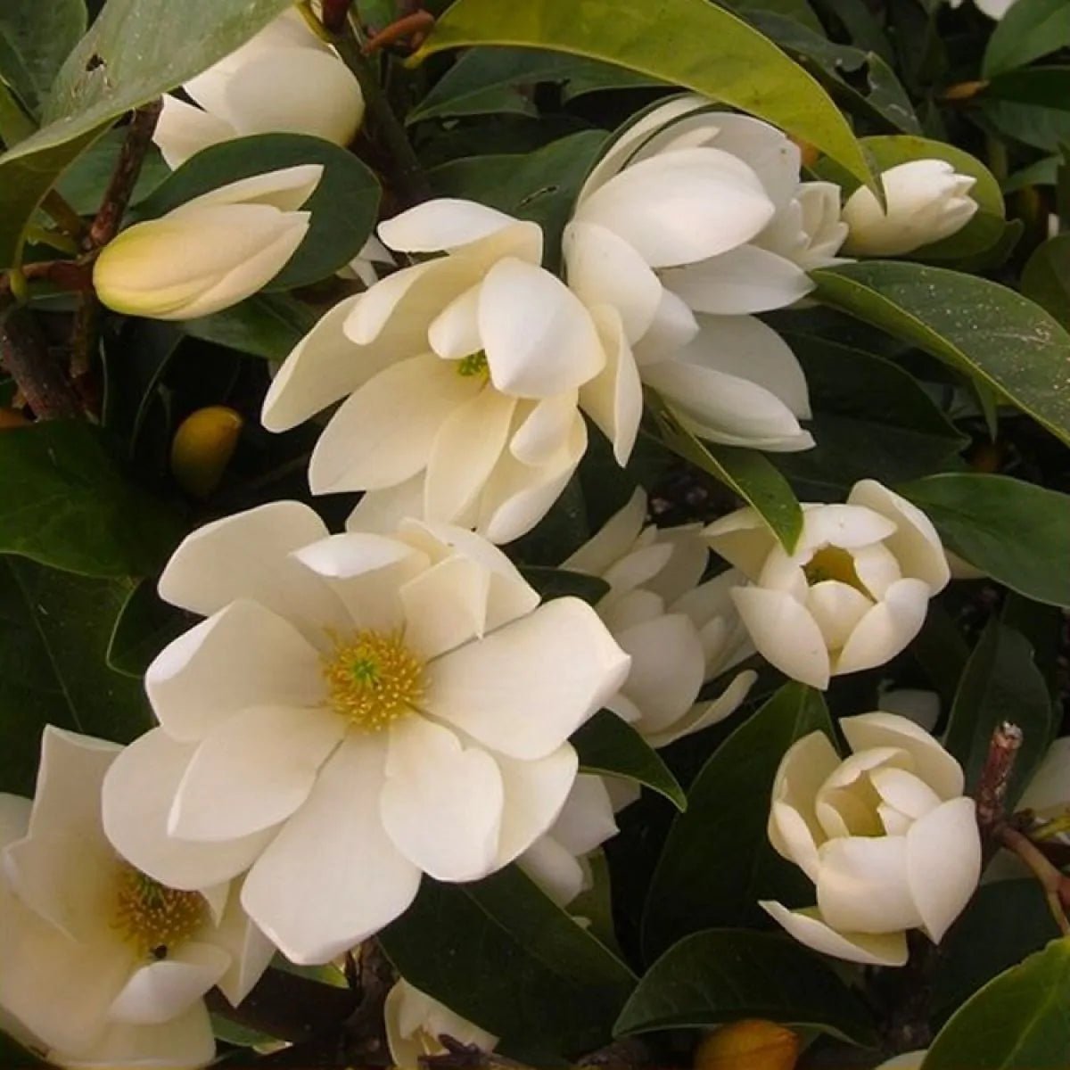 Michelia Fairy Cream - Ladybird Nursery