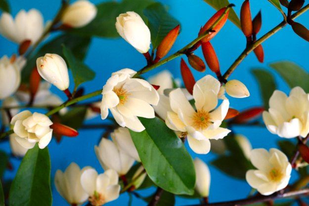 Michelia Fairy Cream