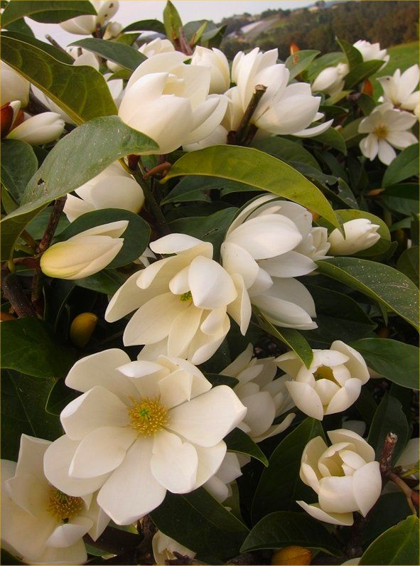 Michelia Fairy Cream - Ladybird Nursery