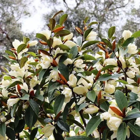 Michelia Fairy Cream