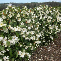 Michelia Fairy White - Ladybird Nursery