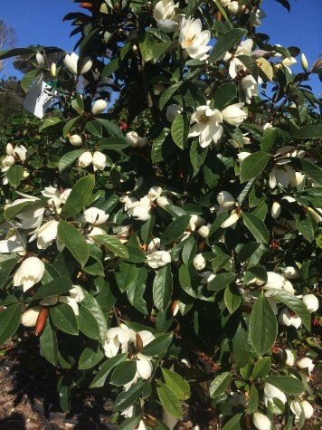 Michelia Fairy White - Ladybird Nursery