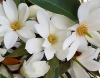 Michelia Fairy White