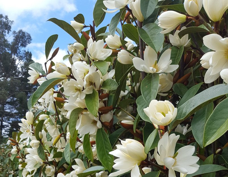 Michelia Fairy White