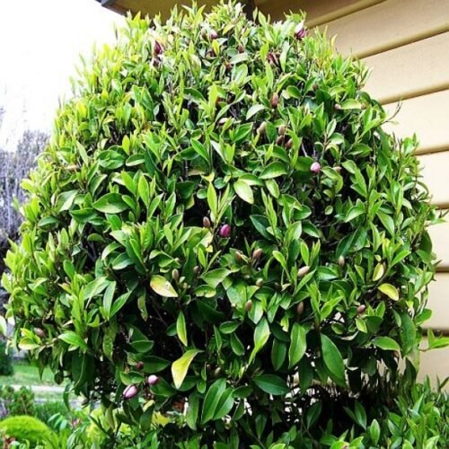 Figaro (Ficus obliqua) - Ladybird Nursery