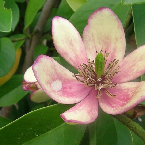 Michelia Figo 200mm - Ladybird Nursery