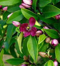 Michelia Figo 200mm - Ladybird Nursery