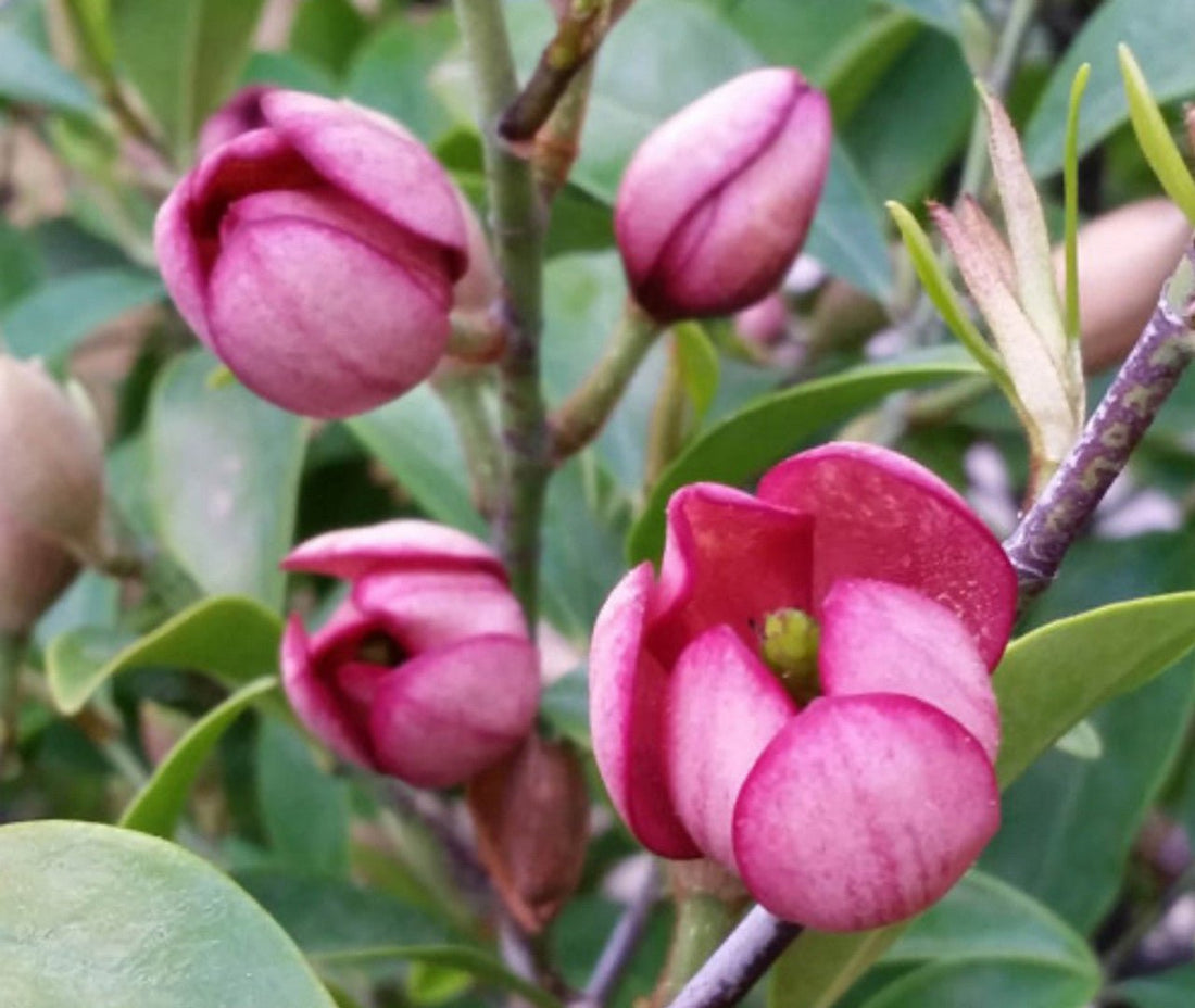 Michelia Figo 200mm - Ladybird Nursery