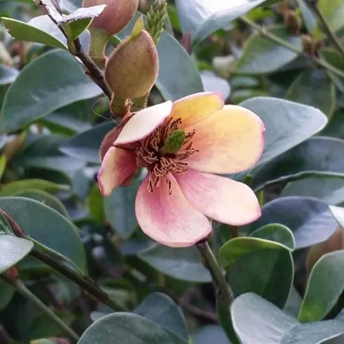 Michelia Lady of the Night - Ladybird Nursery