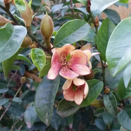 Michelia Lady of the Night - Ladybird Nursery