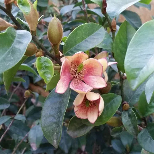 Michelia Lady of the Night