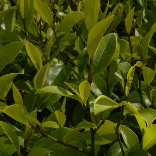 Michelia Lady of the Night