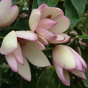 Michelia Lady of the Night - Ladybird Nursery