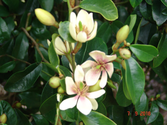 Michelia (Michelia skinneriana)