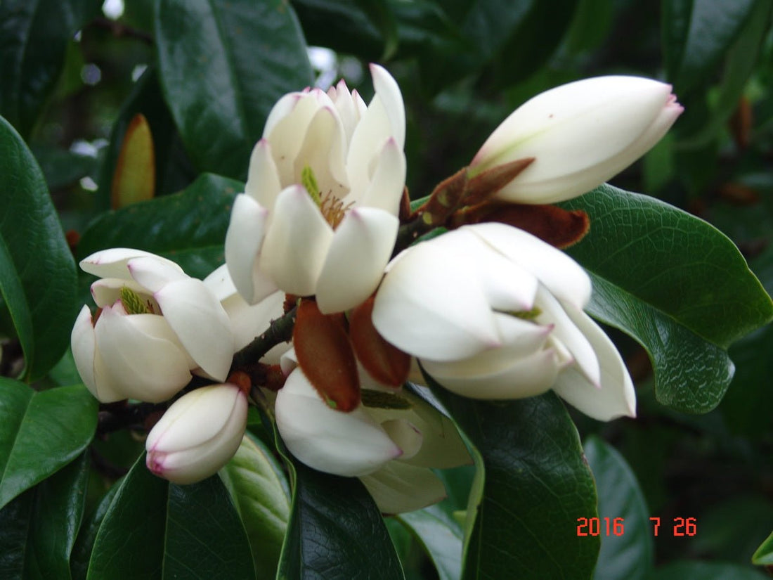Michelia (Michelia skinneriana) - Ladybird Nursery