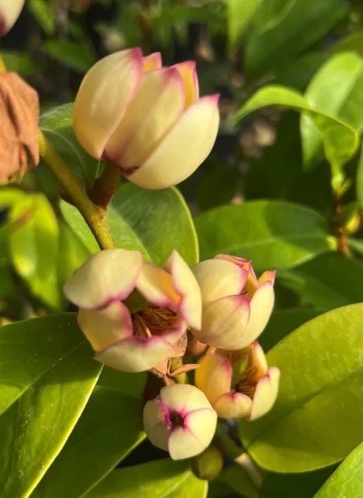 Michelia (Michelia skinneriana) - Ladybird Nursery