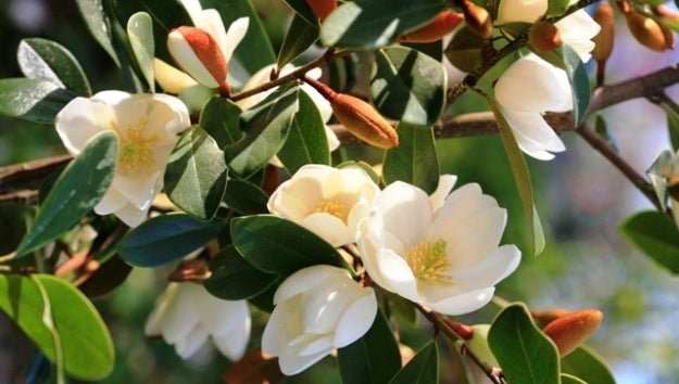 Michelia (Michelia yunnanensis) - Ladybird Nursery