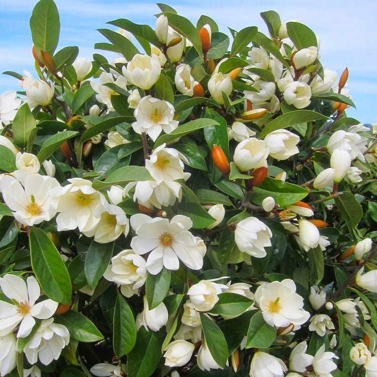 Michelia (Michelia yunnanensis) - Ladybird Nursery