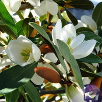 Michelia (Michelia yunnanensis) - Ladybird Nursery