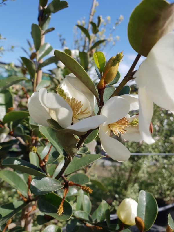 Michelia (Michelia yunnanensis) - Ladybird Nursery