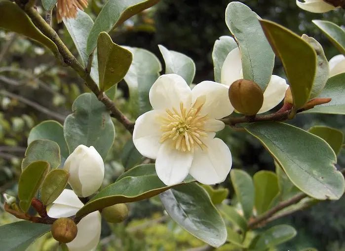 Michelia (Michelia yunnanensis) - Ladybird Nursery