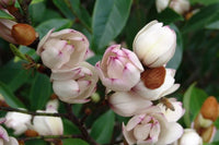 Michelia 'Mixed up Miss' - Ladybird Nursery