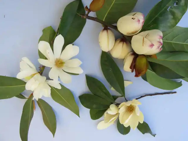 Michelia 'Mixed up Miss'