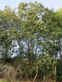 Michelia 'Mixed up Miss'