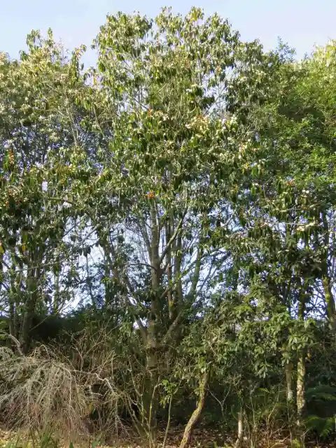 Michelia 'Mixed up Miss' - Ladybird Nursery