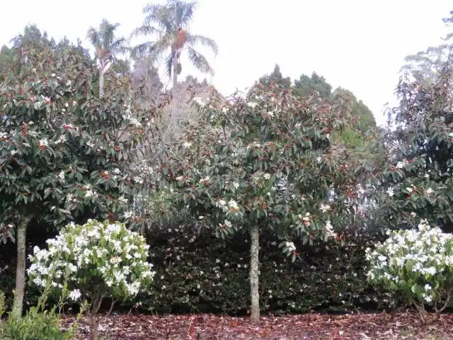 Michelia 'Mixed up Miss' - Ladybird Nursery