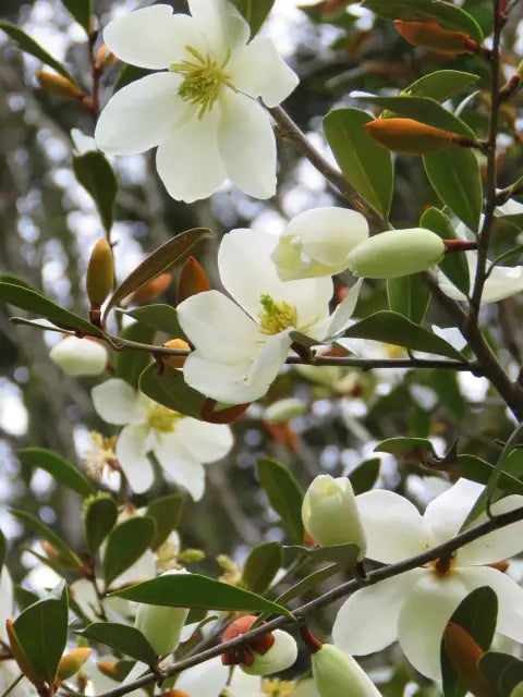 Michelia 'Mixed up Miss'