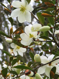 Michelia 'Mixed up Miss'