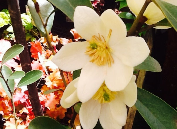 Michelia Scented Pearl (Michelia yunnanensis)