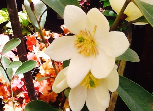 Michelia Scented Pearl (Michelia yunnanensis)